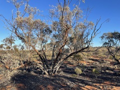 Eucalyptus canescens canescens