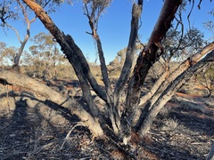 Eucalyptus canescens canescens