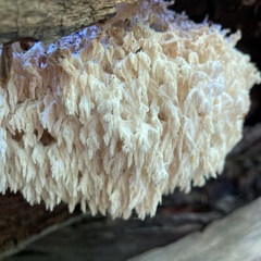 Hericium erinaceus