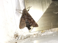Macroglossum pyrrhosticta