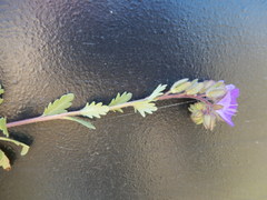 Phacelia strictiflora