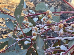 Eucalyptus canescens canescens