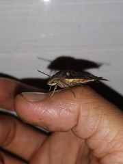 Macroglossum pyrrhosticta