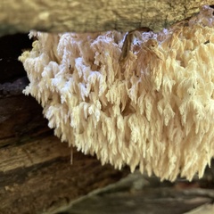 Hericium erinaceus