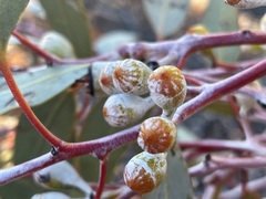 Eucalyptus canescens canescens