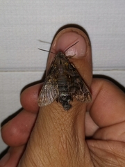 Macroglossum pyrrhosticta