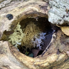Hericium erinaceus