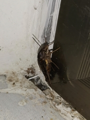 Macroglossum pyrrhosticta