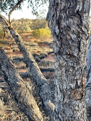 Eucalyptus canescens canescens