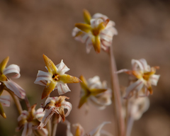 Leucocoryne dimorphopetala