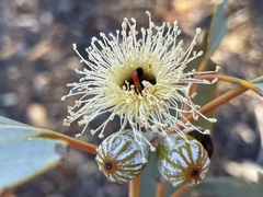 Eucalyptus canescens canescens