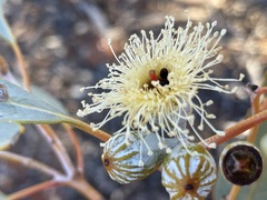 Eucalyptus canescens canescens