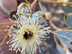 Eucalyptus canescens canescens
