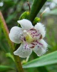 Myoporum montanum