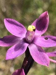 Thelymitra luteocilium