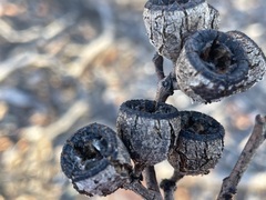 Eucalyptus canescens canescens