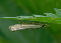 Agriphila