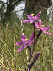 Thelymitra luteocilium