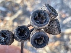 Eucalyptus canescens canescens