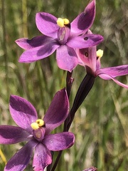 Thelymitra luteocilium