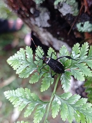 Leptoglossus gonagra