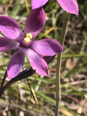 Thelymitra luteocilium