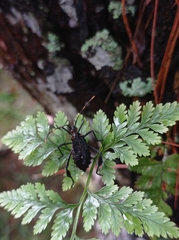 Leptoglossus gonagra