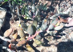 Adromischus filicaulis