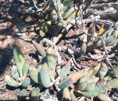 Adromischus filicaulis