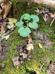 Geum