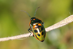 Scutiphora pedicellata