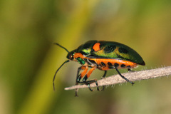 Scutiphora pedicellata