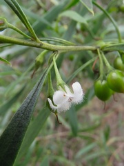 Myoporum montanum