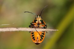 Scutiphora pedicellata