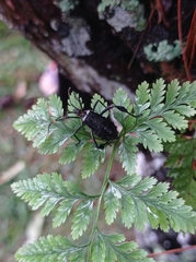 Leptoglossus gonagra