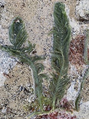 Chlorophyta