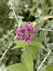 Pluchea odorata odorata