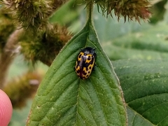 Zygogramma signatipennis