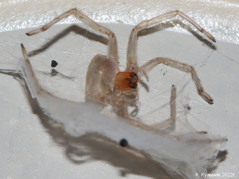 Паук семейства Хейракантиды (Cheiracanthiidae)