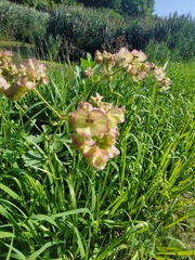 Mirabilis