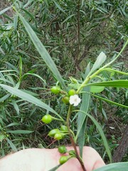 Myoporum montanum