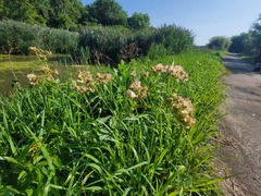 Mirabilis