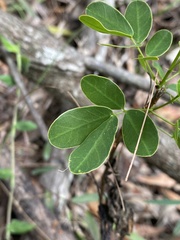 Senna pendula glabrata