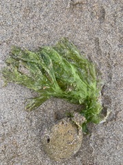 Ulva