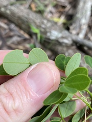 Senna pendula glabrata