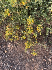 Acmispon glaber glaber