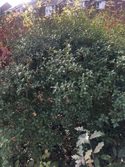 Ligustrum ovalifolium