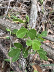 Senna pendula glabrata