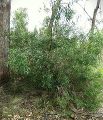 Myoporum montanum