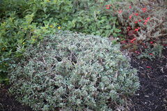 Crossostephium chinense